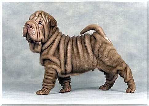 Shar pei