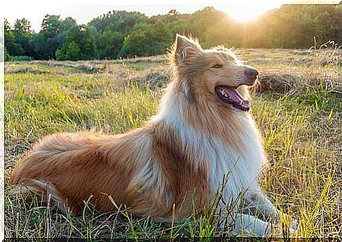 Collie among quiet dogs