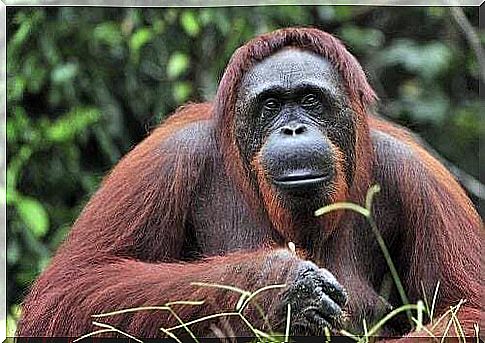 Bornean orangutan