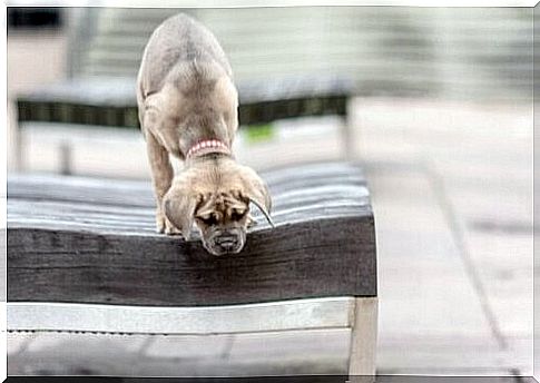 Do dogs suffer from vertigo?