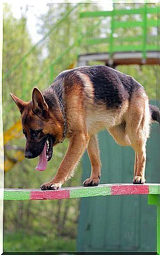 Dog hovering on wooden table