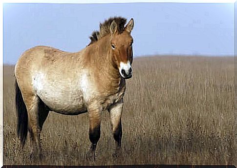 Do wild horses still exist?  The response of the scientists