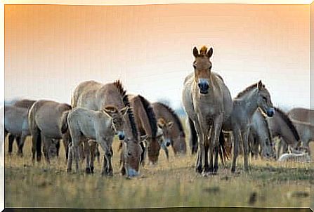 Group of wild horses.