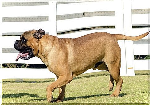 Do you know the fantastic Bullmastiff?