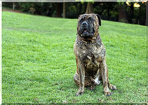 bullmastiff-2