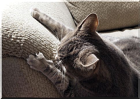 Does your cat scratch the furniture?  Here's how to make it stop