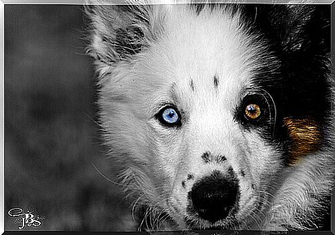 Dog breeds with one eye of a different color from the other