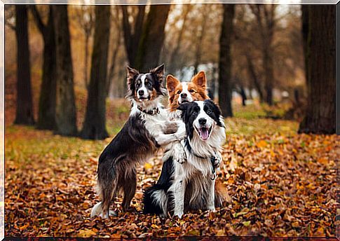 3 Border Collie in the middle of the leaves 