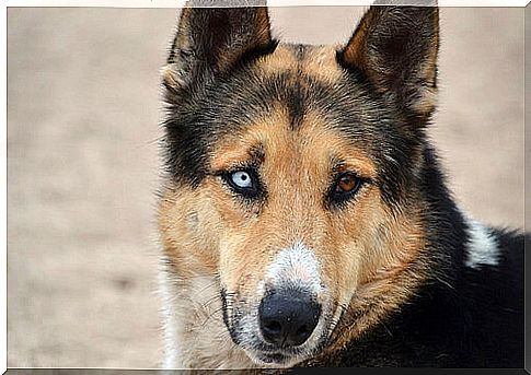 dog with different colored eyes 