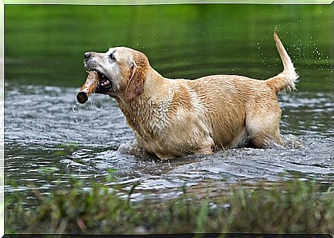 labrador retriever 2