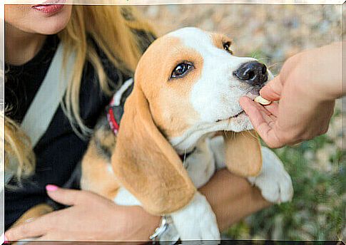 beagle in the arms of the mistress