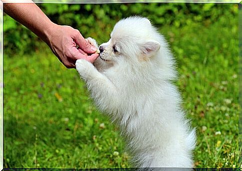 white fox puppy eats croquette offered by the master