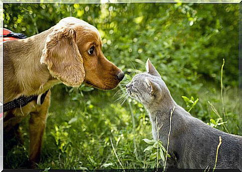 Dogs and cats: friendship impossible?