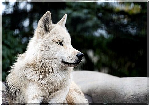 white wolf lying down 