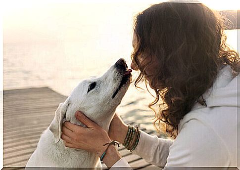 Kissing dogs can lead to infections