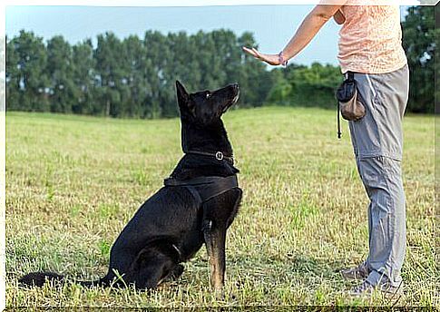 Master gestures to stand still to his dog