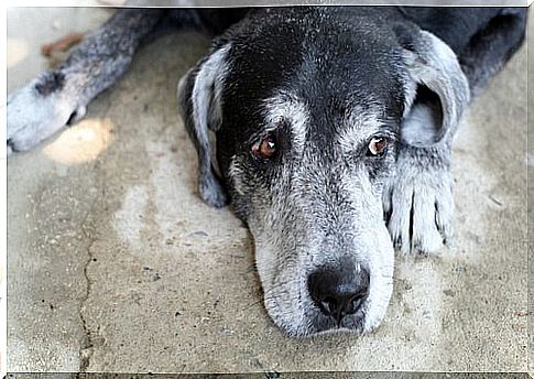 Worried look of an elderly dog ​​lying down