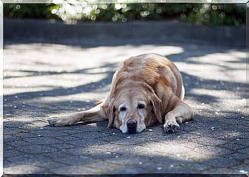 Senior Labrador rests lying in the shade