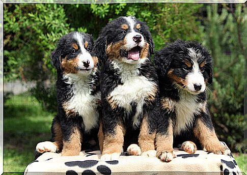 puppies-dog