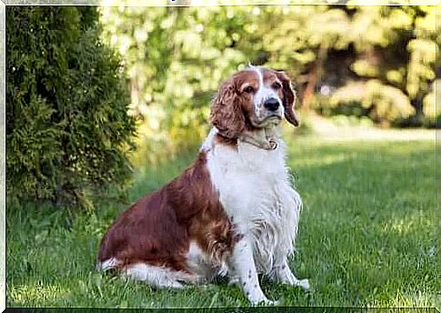 English springer spaniel: nutrition and care