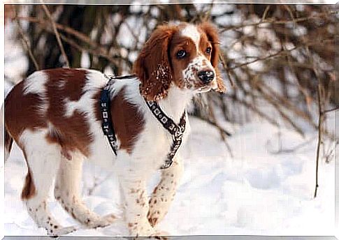 English springer spaniel puppy.