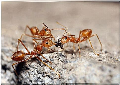 Eusociality and reproduction of ants