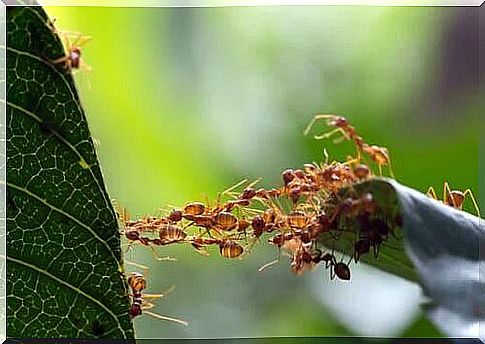 Eurosociality: ants collaborate to cross a passage between two leaves