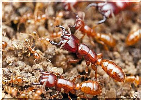 Large ant and smaller ants