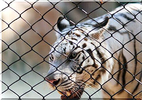 White bengal tiger behind a wire mesh