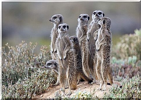 Group of meerkats standing on alert