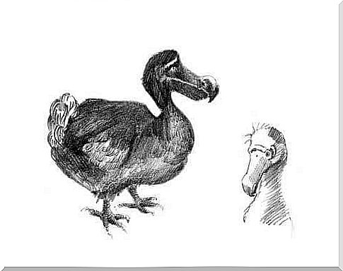 Behavior of the dodo