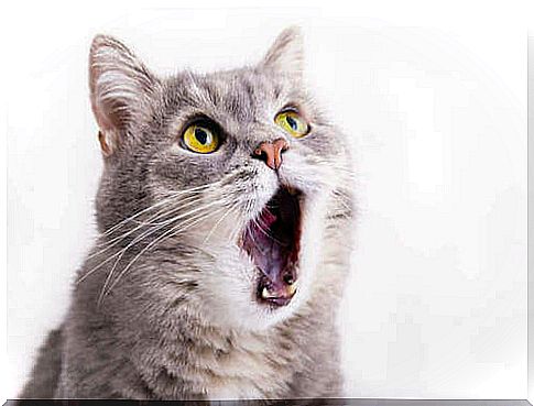 Feline asthma in cats: how to notice it?