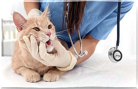 Veterinarian visiting a cat with respiratory problems.