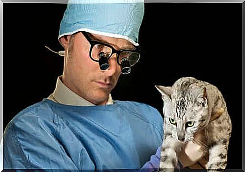 Veterinarian performing a physical exam on a cat with respiratory problems.