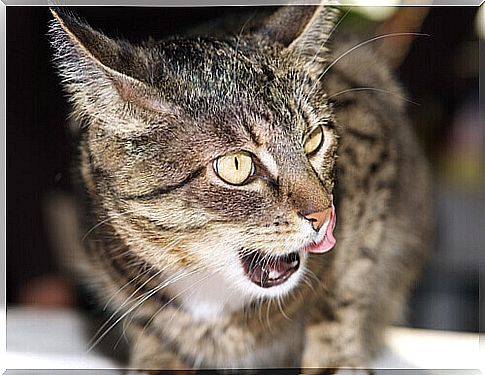 Feline hyperesthesia: what is it and why does it happen?