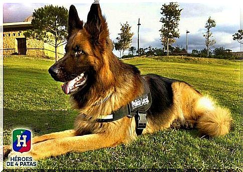 Four-legged heroes: a good initiative