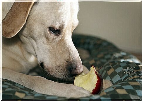 Fruit forbidden to dogs