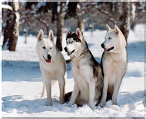 husky on the snow