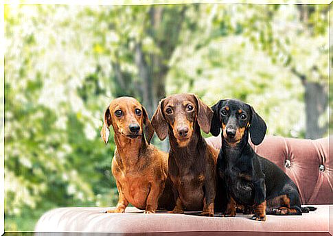 3 dachshunds sitting on the sofa 