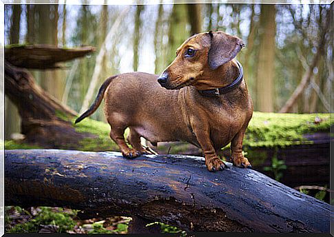 Dachshund on a tree trunk 