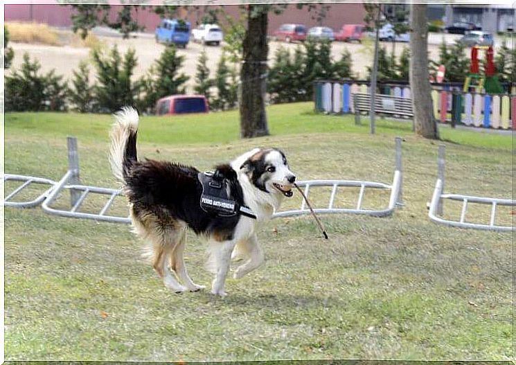 Ecco il cane che scova i veleni nei parchi