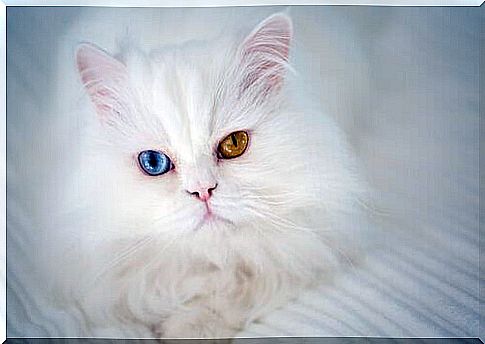 a white Persian cat with heterochromia