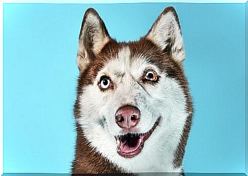 a husky with different eyes seen from the front