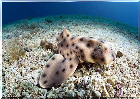 Horned shark: habitat and characteristics