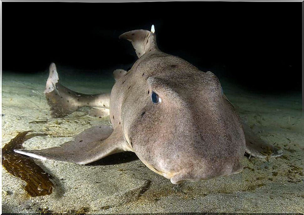 Adult horned shark