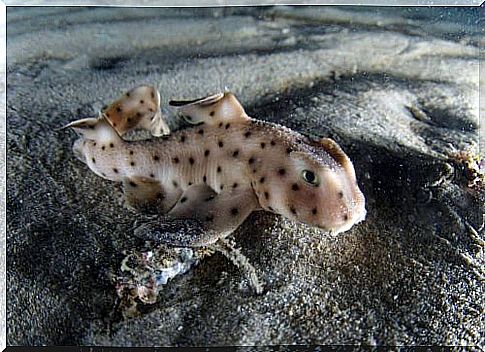 Newborn horned shark