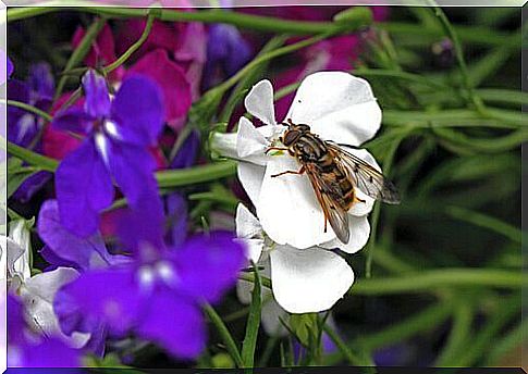 Horse fly on a flower