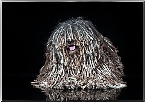 How are dreadlocks formed in dogs?