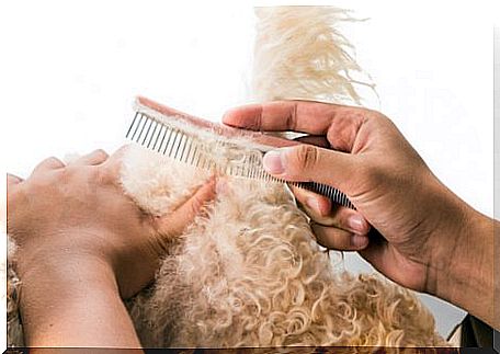 Rasta hairstyles in dogs: brushing a dog's coat.