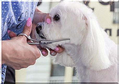 Cutting the hair of a dog.